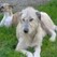 Conseils pour les chiens 